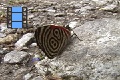 Scene 38_Close-up of Diaethria marchalii feeding on rock salt